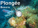 Plonge Bonaire